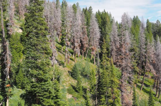 foresthealth_dsouthardimage