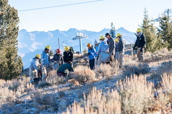 whitebarkpine-tree-planting-project-(5-of-9)